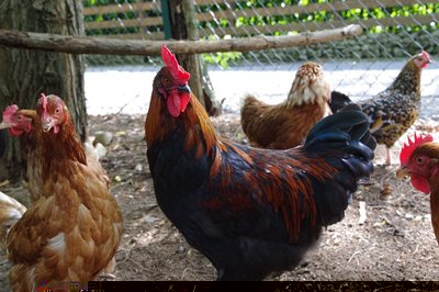 IMGP9369.JPG (233.01 KiB) Osservato 600 volte IMGP9369.JPG