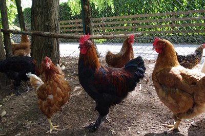 IMGP9370.JPG (304.27 KiB) Osservato 600 volte IMGP9370.JPG