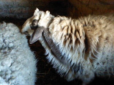 Pic0904002.jpg (55.63 KiB) Osservato 732 volte Pic0904002.jpg