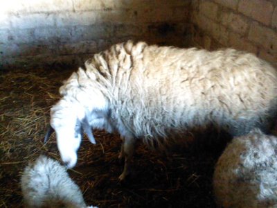 Pic0904003.jpg (51.52 KiB) Osservato 732 volte Pic0904003.jpg