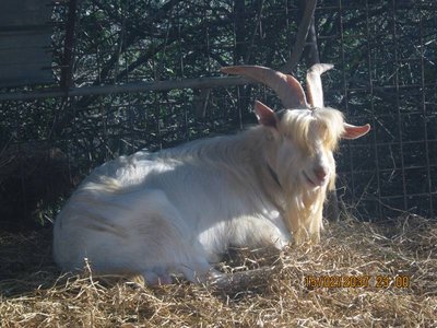 IMG_1105.JPG (92.31 KiB) Osservato 505 volte IMG_1105.JPG