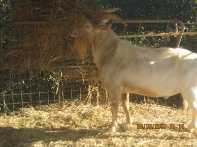 IMG_1639.JPG (83.87 KiB) Osservato 445 volte IMG_1639.JPG