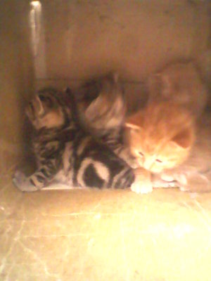 Fotografie-0086.jpg (39.02 KiB) Osservato 888 volte Fotografie-0086.jpg