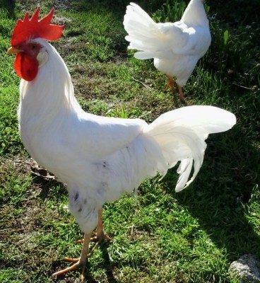 8.jpg (219.11 KiB) Osservato 637 volte 8.jpg