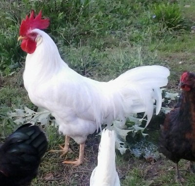 3.jpg (153.03 KiB) Osservato 637 volte 3.jpg