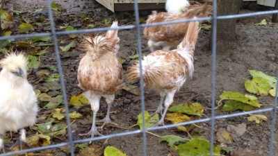 image.jpg (151.52 KiB) Osservato 610 volte image.jpg