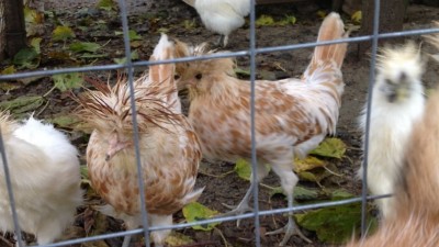 image.jpg (126.26 KiB) Osservato 610 volte image.jpg