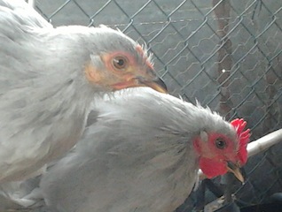 Cocincina1.jpg Cocincina1.jpg