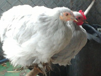 Cocincine.jpg (71 KiB) Osservato 601 volte Cocincine.jpg