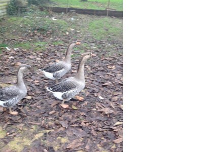 Immagine3.JPG (69.27 KiB) Osservato 546 volte Immagine3.JPG