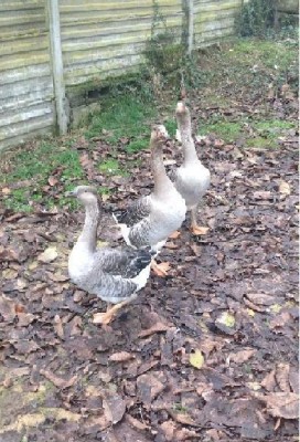 Immagine4.JPG (75.71 KiB) Osservato 542 volte Immagine4.JPG