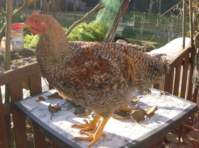 HPIM2724.JPG (303.72 KiB) Osservato 565 volte HPIM2724.JPG