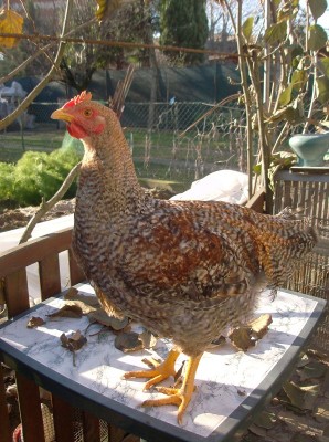 HPIM2723.JPG (319.82 KiB) Osservato 565 volte HPIM2723.JPG