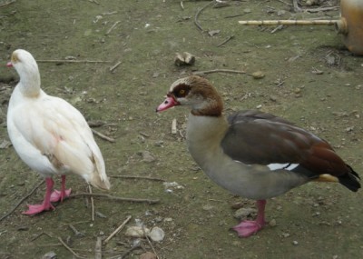 27-1-12 oca egiziana (5).JPG (85.85 KiB) Osservato 839 volte 27-1-12 oca egiziana (5).JPG