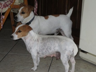 Nina e Bobo annunciano lieto evento / cuccioli nina-bobo 018.jpg cuccioli nina-bobo 018.jpg