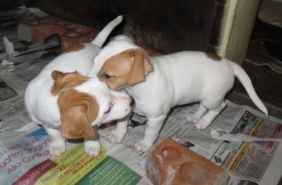 femminucce in azione / cuccioli nina-bobo 029.jpg cuccioli nina-bobo 029.jpg