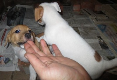 Jana di spalle e Django (masch.) che mi stacca un dito / cuccioli nina-bobo 020.jpg cuccioli nina-bobo 020.jpg