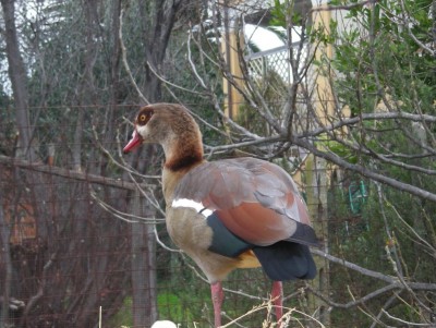 27-1-12 oca egiziana rid (4).JPG (154.86 KiB) Osservato 764 volte 27-1-12 oca egiziana rid (4).JPG