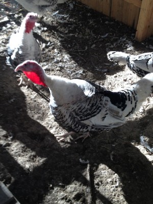 IMG_1070.jpg (162.22 KiB) Osservato 547 volte IMG_1070.jpg