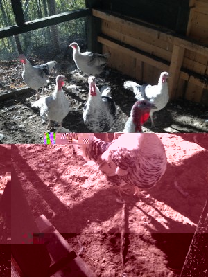 IMG_1067.jpg (168.41 KiB) Osservato 547 volte IMG_1067.jpg