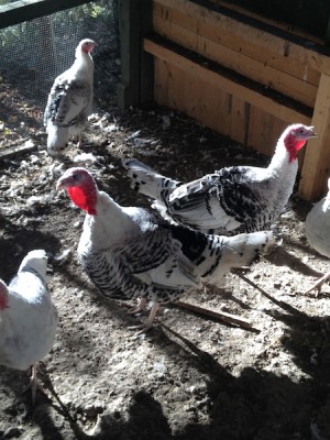 IMG_1073.jpg (177.92 KiB) Osservato 547 volte IMG_1073.jpg