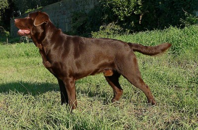 beaverone copia.jpg (332.97 KiB) Osservato 576 volte beaverone copia.jpg