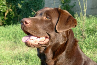 P1020331 copia.JPG (219.5 KiB) Osservato 624 volte P1020331 copia.JPG