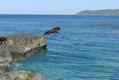 P1000784 copia.JPG (155.49 KiB) Osservato 518 volte P1000784 copia.JPG