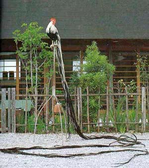 ayam onagadori.jpg ayam onagadori.jpg