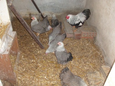 HPIM2733.JPG (293.27 KiB) Osservato 680 volte HPIM2733.JPG