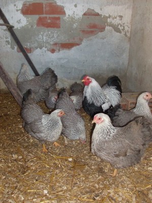 HPIM2734.JPG (292.02 KiB) Osservato 818 volte HPIM2734.JPG