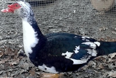 anatra.jpg (222.41 KiB) Osservato 597 volte anatra.jpg