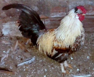 galletto.jpg (220.99 KiB) Osservato 597 volte galletto.jpg