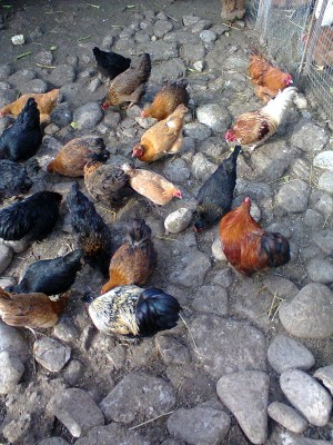 foto0294.jpg (248.85 KiB) Osservato 628 volte foto0294.jpg