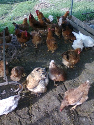 foto0295.jpg (249.44 KiB) Osservato 628 volte foto0295.jpg