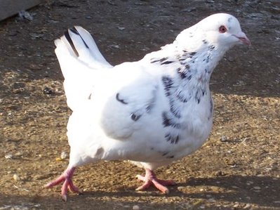 100_1721bis.jpg (40.4 KiB) Osservato 835 volte 100_1721bis.jpg