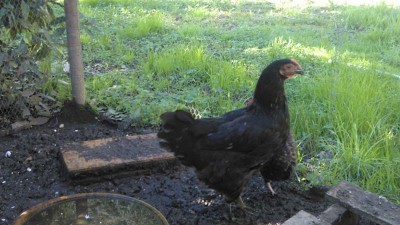 1rid.jpg (90.98 KiB) Osservato 458 volte 1rid.jpg