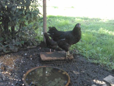 2rid.jpg (80.2 KiB) Osservato 458 volte 2rid.jpg