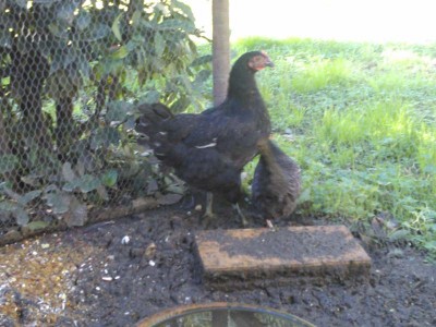 rid3.jpg (93.76 KiB) Osservato 458 volte rid3.jpg