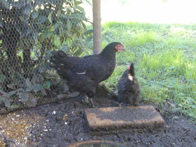 rid4.jpg (115.99 KiB) Osservato 458 volte rid4.jpg