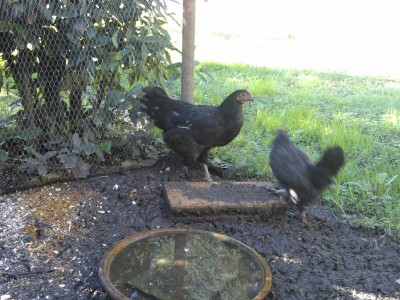 rid5.jpg (123.14 KiB) Osservato 456 volte rid5.jpg