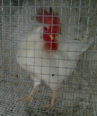 2014-01-27 15.01.17-1.jpg (62.29 KiB) Osservato 520 volte 2014-01-27 15.01.17-1.jpg