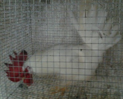 2014-01-27 15.01.31-1.jpg (62.66 KiB) Osservato 520 volte 2014-01-27 15.01.31-1.jpg