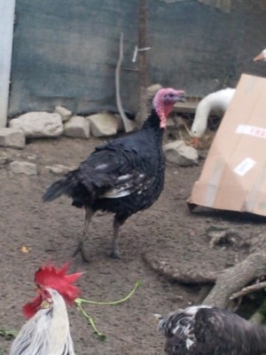 Oliver, il tacchino / IMG_20140205_230719.jpg IMG_20140205_230719.jpg