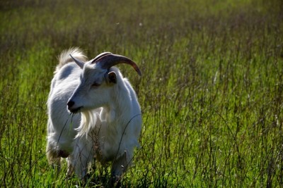 DSC_0496.JPG (294.72 KiB) Osservato 671 volte DSC_0496.JPG