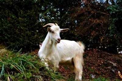 DSC_1077.JPG (354.88 KiB) Osservato 671 volte DSC_1077.JPG