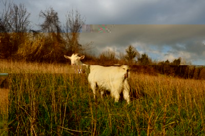 DSC_0379.JPG (326.34 KiB) Osservato 671 volte DSC_0379.JPG