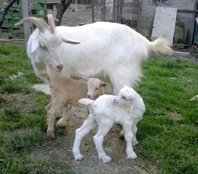 WP_20140215_002.jpg (276.89 KiB) Osservato 671 volte WP_20140215_002.jpg