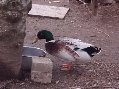 maschio2.JPG (221.74 KiB) Osservato 441 volte maschio2.JPG