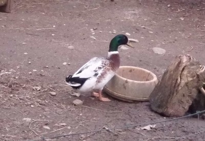 maschio3.JPG (204.5 KiB) Osservato 462 volte maschio3.JPG